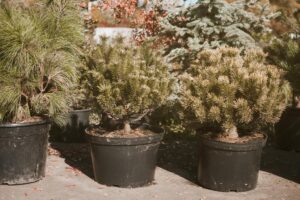 Pielęgnacja roślin doniczkowych zimą – jak zadbać o kwiaty w chłodne dni?