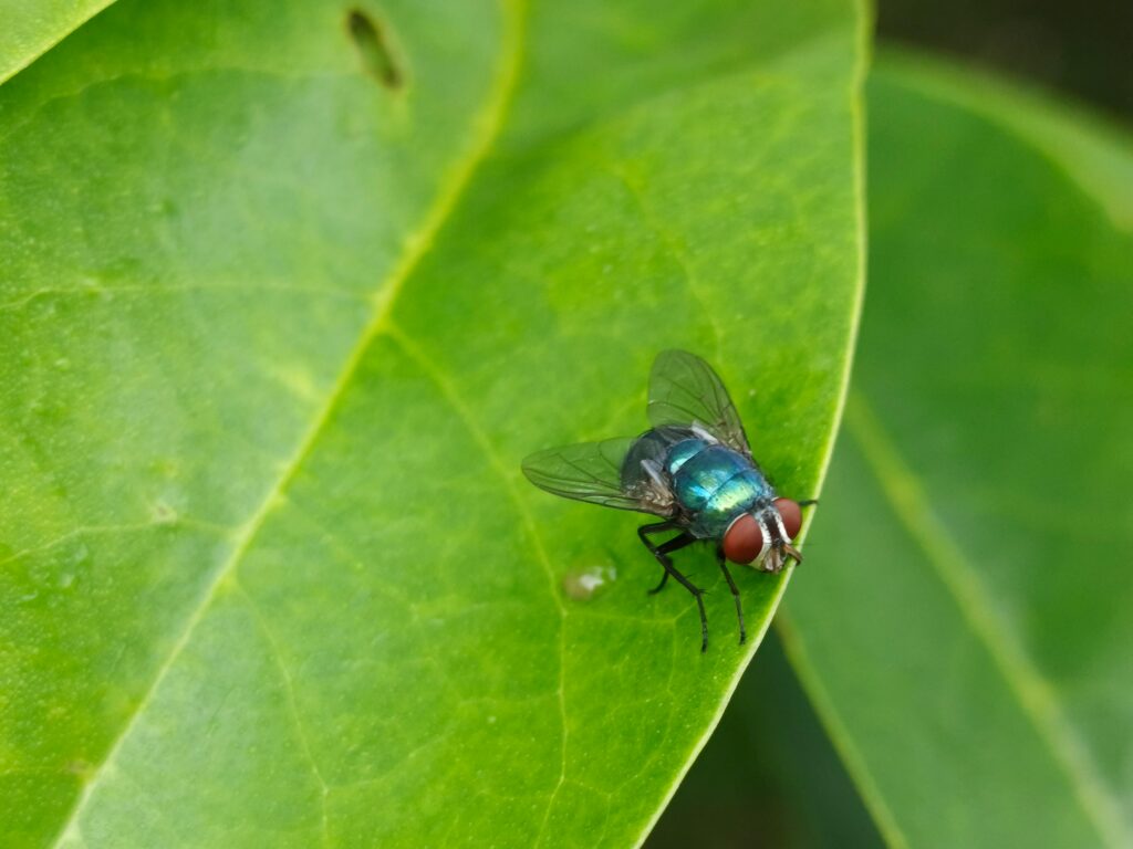 ćmianki jak się pozbyć