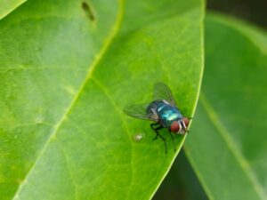 ćmianki jak się pozbyć