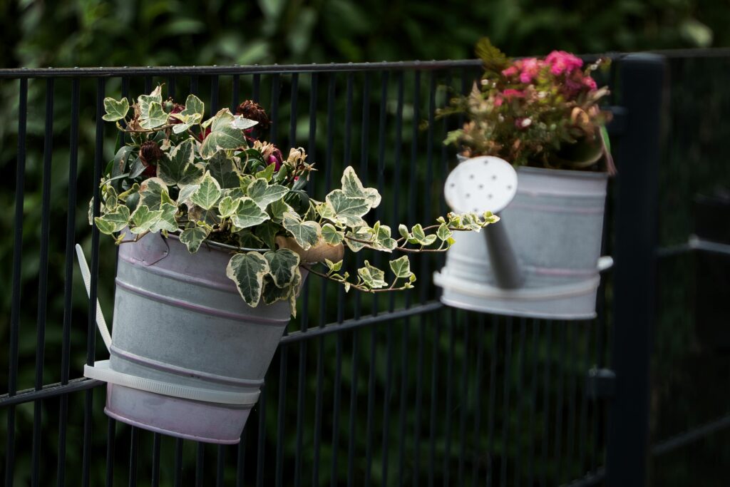 jak sadzić bluszcz z gałązki