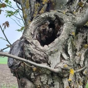 Drzewo z dziurą i napisem