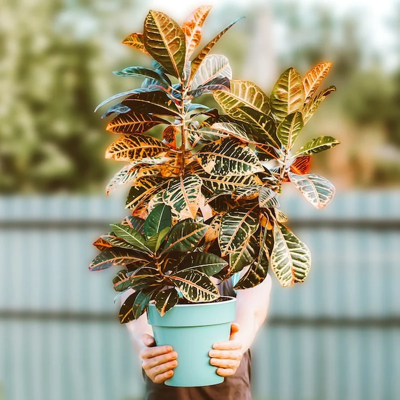 Kobieta trzyma doniczkowy kwiat Croton