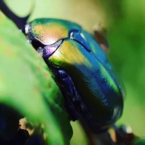 Zbliżenie chrząszcza na liście