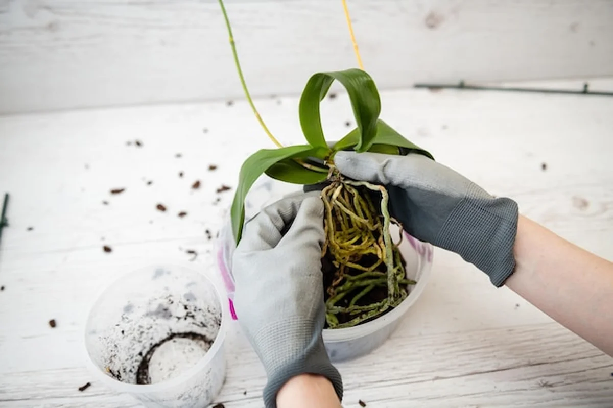 Przesadzanie storczyków z korzeniami w dłoni